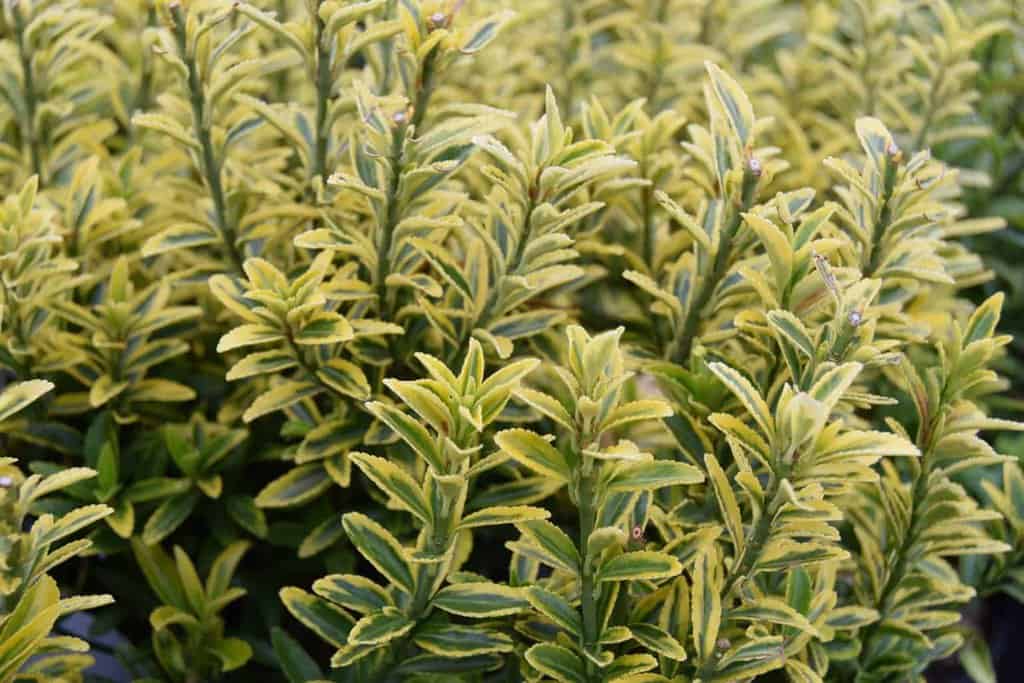 Euonymus japonicus 'Microphyllus Aureovariegatus' 20-30 cm